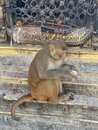 Swayambhunath Monkey Temple in Kathmandu (977107)