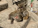 Swayambhunath Monkey Temple in Kathmandu (977227)
