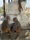 Swayambhunath Monkey Temple in Kathmandu (977350)