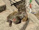Swayambhunath Monkey Temple in Kathmandu (977584)