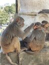 Swayambhunath Monkey Temple in Kathmandu (977687)