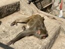 Swayambhunath Monkey Temple in Kathmandu (977734)