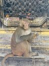 Swayambhunath Monkey Temple in Kathmandu (978202)