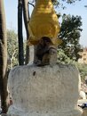 Swayambhunath Monkey Temple in Kathmandu (978307)