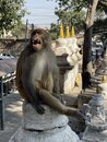 Swayambhunath Monkey Temple in Kathmandu (978478)