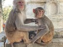 Swayambhunath Monkey Temple in Kathmandu (978634)