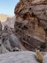 Hiking Petra with DaveG (978727)