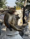 Swayambhunath Monkey Temple in Kathmandu (978785)
