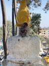 Swayambhunath Monkey Temple in Kathmandu (978743)