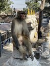 Swayambhunath Monkey Temple in Kathmandu (978949)