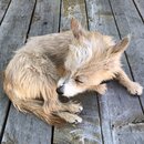 Atticus Finch! (979012)