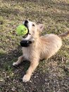 Atti Playing with a Tennis Ball (979315)