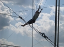 The New York Trapeze School (21642)