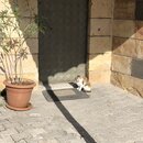 Exploring GÃ¶reme, Cappadocia (979598)