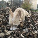 Backyard Fire with Atti (979774)