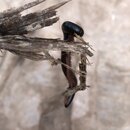 Petra with Ben, Felipe, Wan Shan, and Bill (979729)