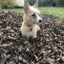 Backyard Fire with Atti (980082)