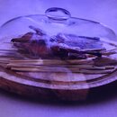 Forbidden City and Tiananmen Square (980163)