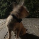 Atticus Finch! (980055)