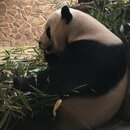 Exploring Chengdu (980175)