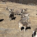 Summiting Yading National Park (980053)