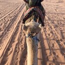 Day Trip in Wadi Rum with Al Rahayeb (980549)