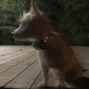 Atticus Finch! (980688)