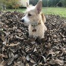 Backyard Fire with Atti (980874)