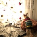 Christmas Time at Heather's (980772)