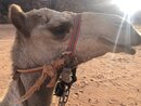 Day Trip in Wadi Rum with Al Rahayeb (980807)