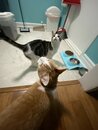 Taking Care of the Cats (1002541)