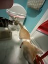 Taking Care of the Cats (1002878)