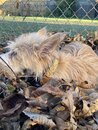 Atti Playing in Leaves (1003199)