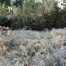 Bamboo Removal (993752)