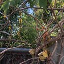 Bamboo Removal (995550)