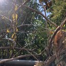 Bamboo Removal (997199)