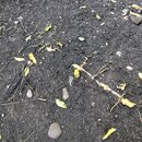 Bamboo Removal (995396)