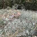 Bamboo Removal (996180)