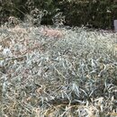 Bamboo Removal (994377)