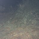 Bamboo Removal (995353)