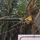 Bamboo Removal (997122)