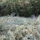 Bamboo Removal (993963)