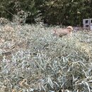 Bamboo Removal (995633)