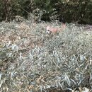 Bamboo Removal (997161)