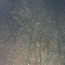 Bamboo Removal (996356)