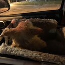 Random Photos 2019 (997040)