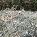 Bamboo Removal (993388)