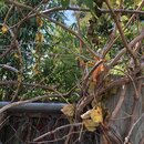 Bamboo Removal (995413)