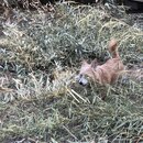 Bamboo Removal (996665)