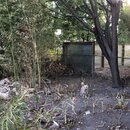 Chopping Down Bamboo (996694)